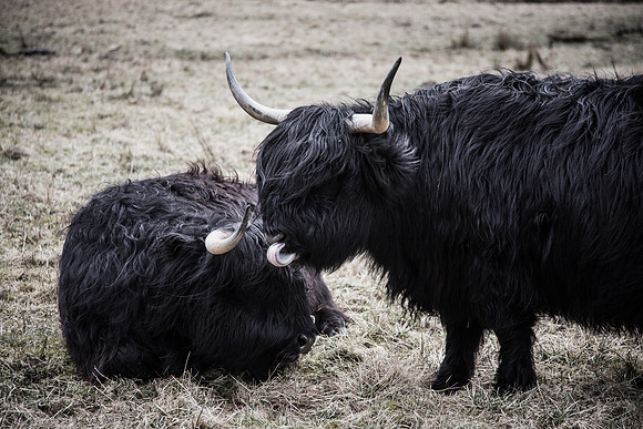 Herry Coo's