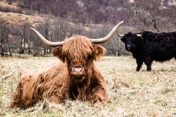 Herry Coo's