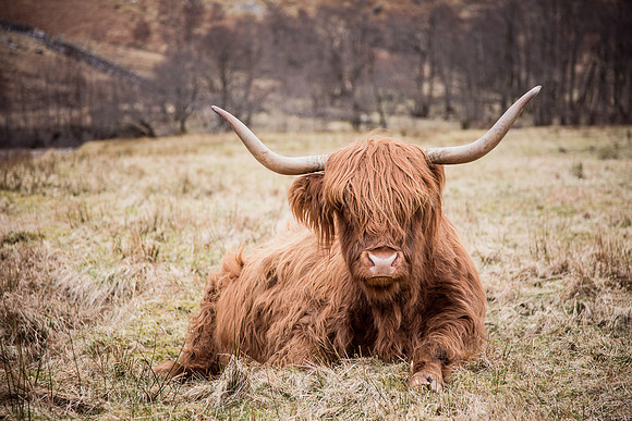 Herry Coo's