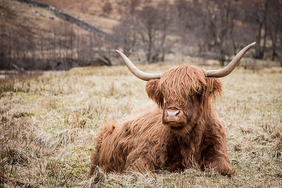 Herry Coo's