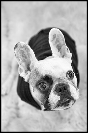 The Adorable Manny