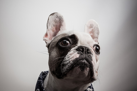 The Adorable Manny