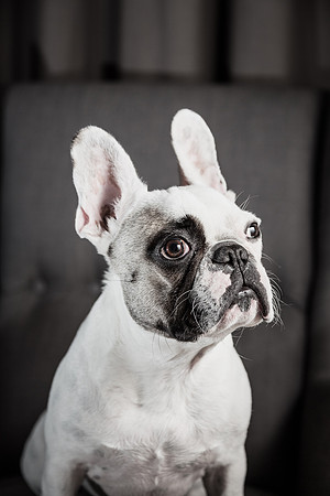 The Adorable Manny