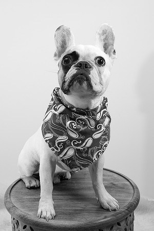 The Adorable Manny