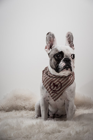 The Adorable Manny