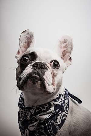 The Adorable Manny